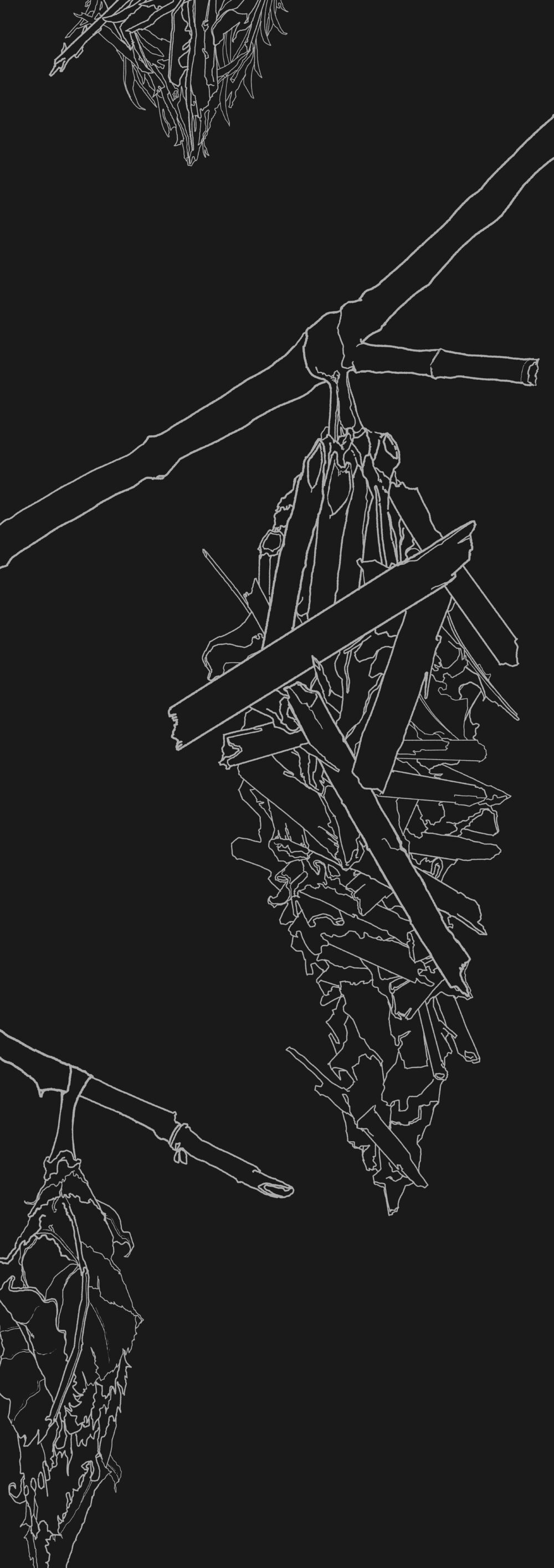 生物のドローイング00002